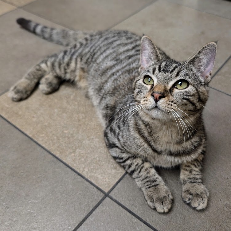 Maggie, a Adoptable Domestic Short Hair in Santa Rosa, CA image 2/2