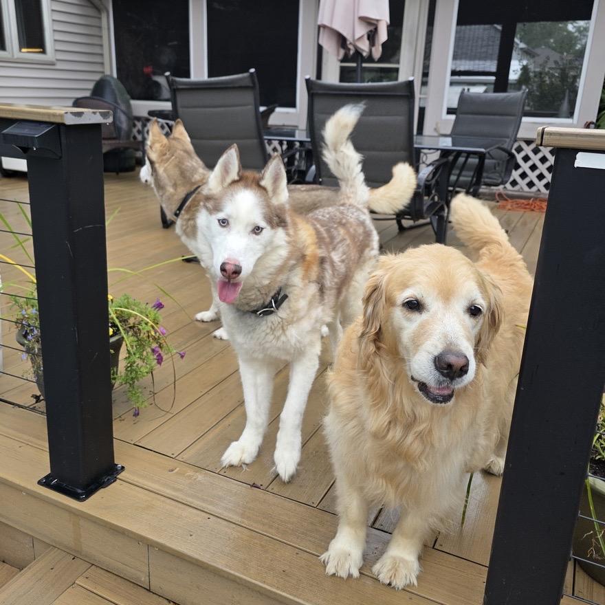 Mishka, Adoptable, Senior Male Siberian Husky.