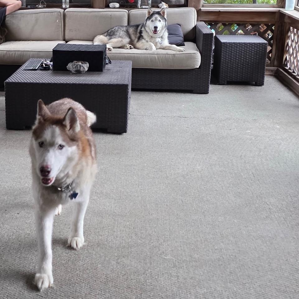 Enlarge Mishka, a Adoptable Siberian Husky in Deerfield, IL image 2/6