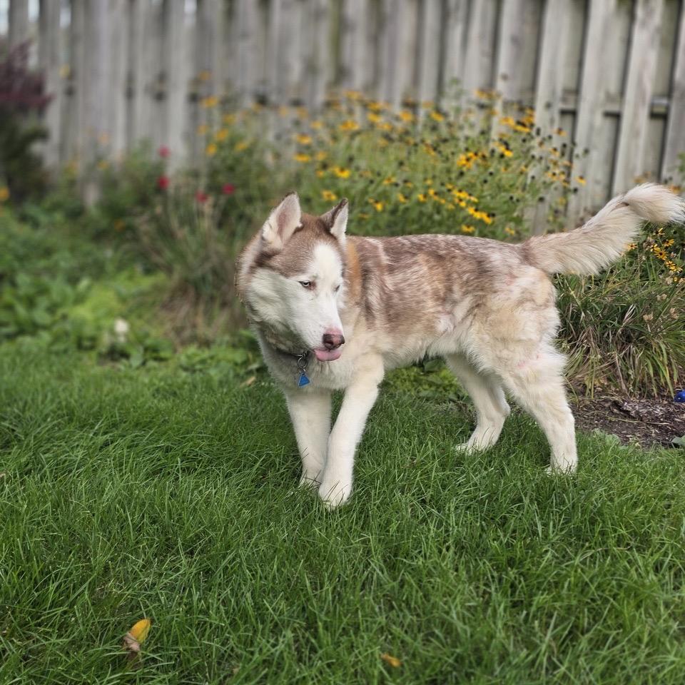 Enlarge Mishka, a Adoptable Siberian Husky in Deerfield, IL image 3/6