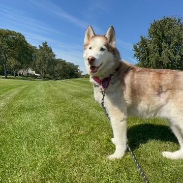 Enlarge Mishka, a Adoptable Siberian Husky in Deerfield, IL image 4/6