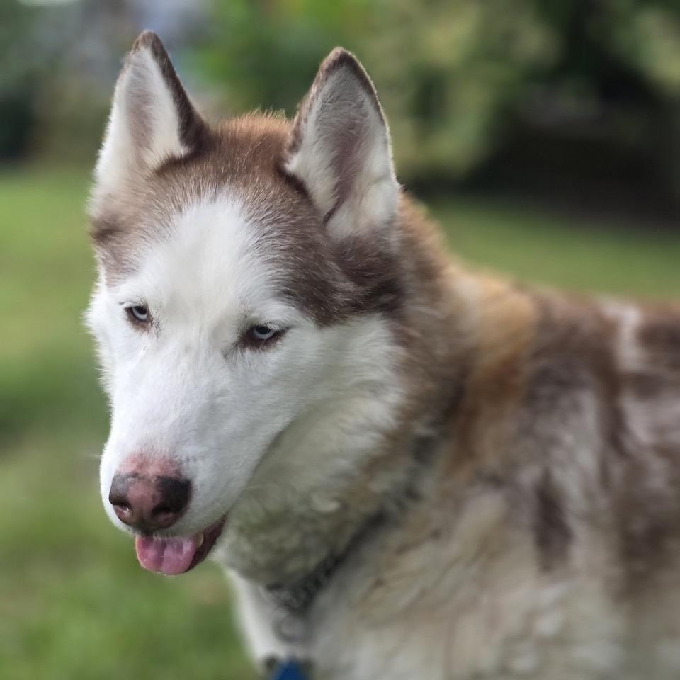 Enlarge Mishka, a Adoptable Siberian Husky in Deerfield, IL image 5/6