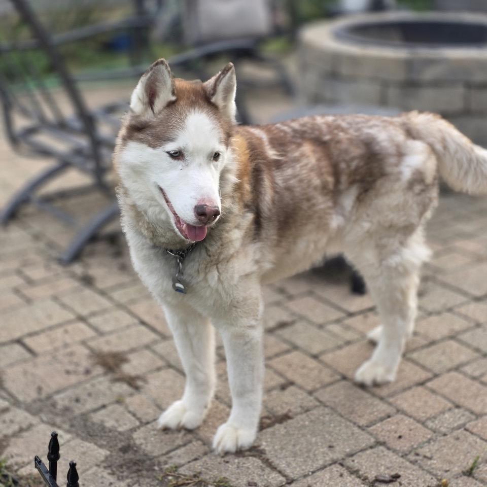 Enlarge Mishka, a Adoptable Siberian Husky in Deerfield, IL image 6/6