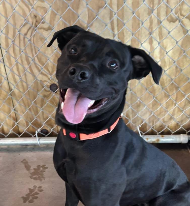 Berg, Adoptable, Young Male Labrador Retriever.