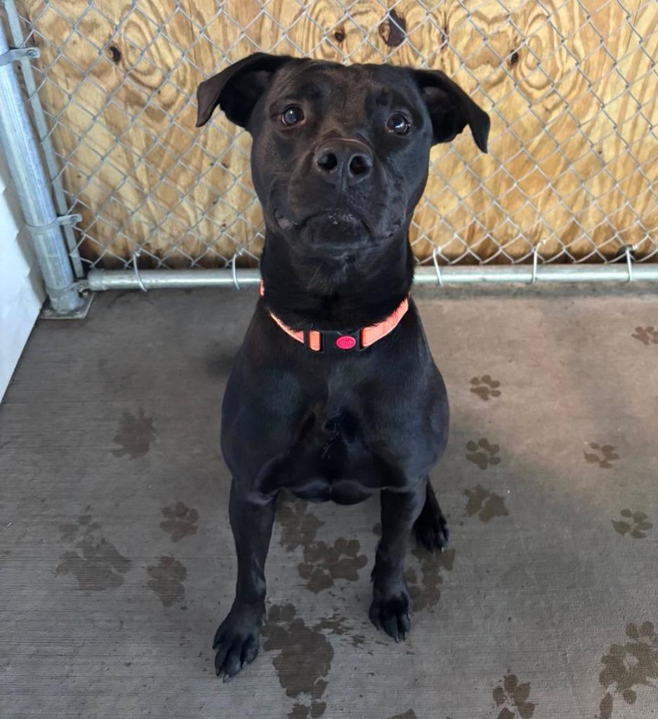 Enlarge Berg, a Adoptable mixed breed in Muskegon, MI image 2/3