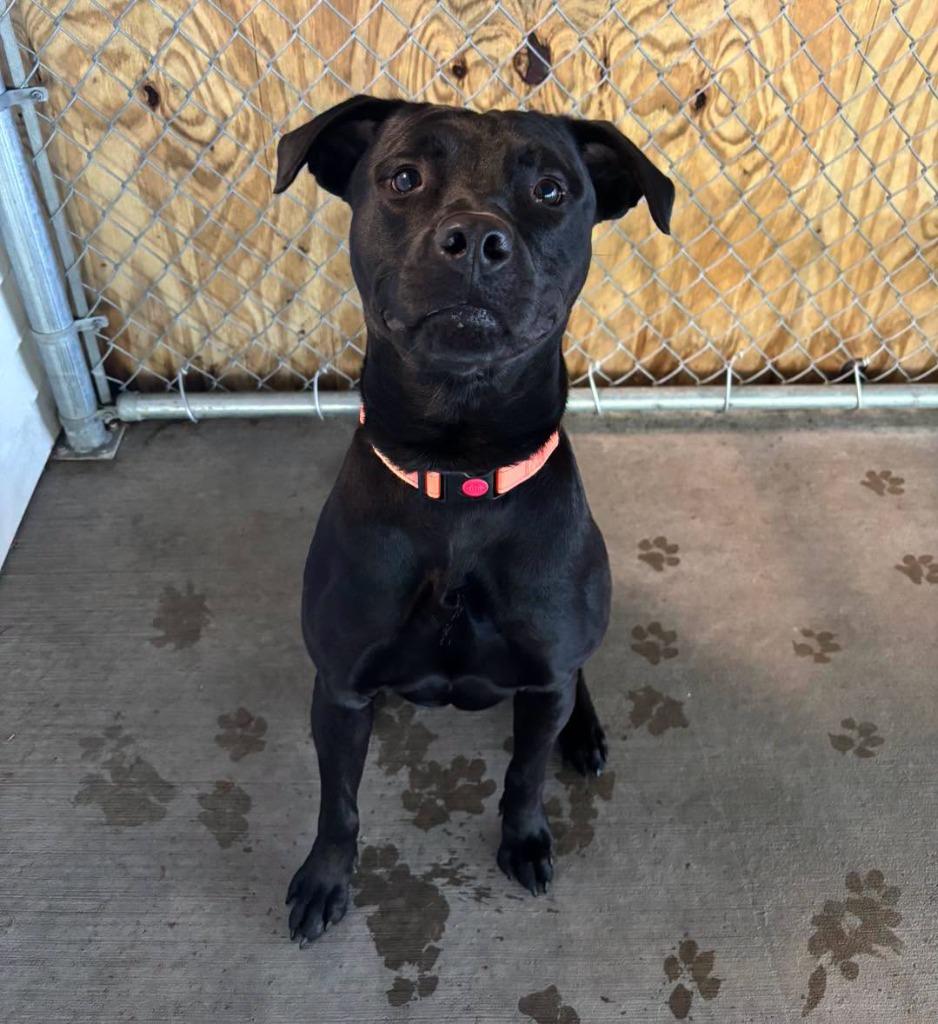 Enlarge Berg, a Adoptable mixed breed in Muskegon, MI image 3/3