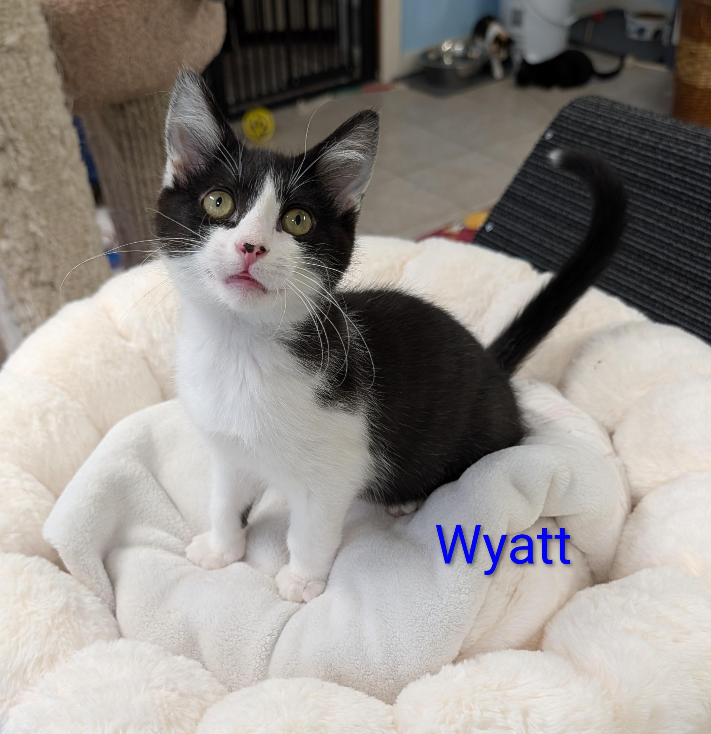 Wyatt, ADOPTABLE, Kitten Male Domestic Short Hair.