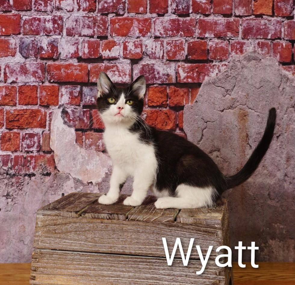 Wyatt, a ADOPTABLE Domestic Short Hair in Waterloo, IA image 2/5