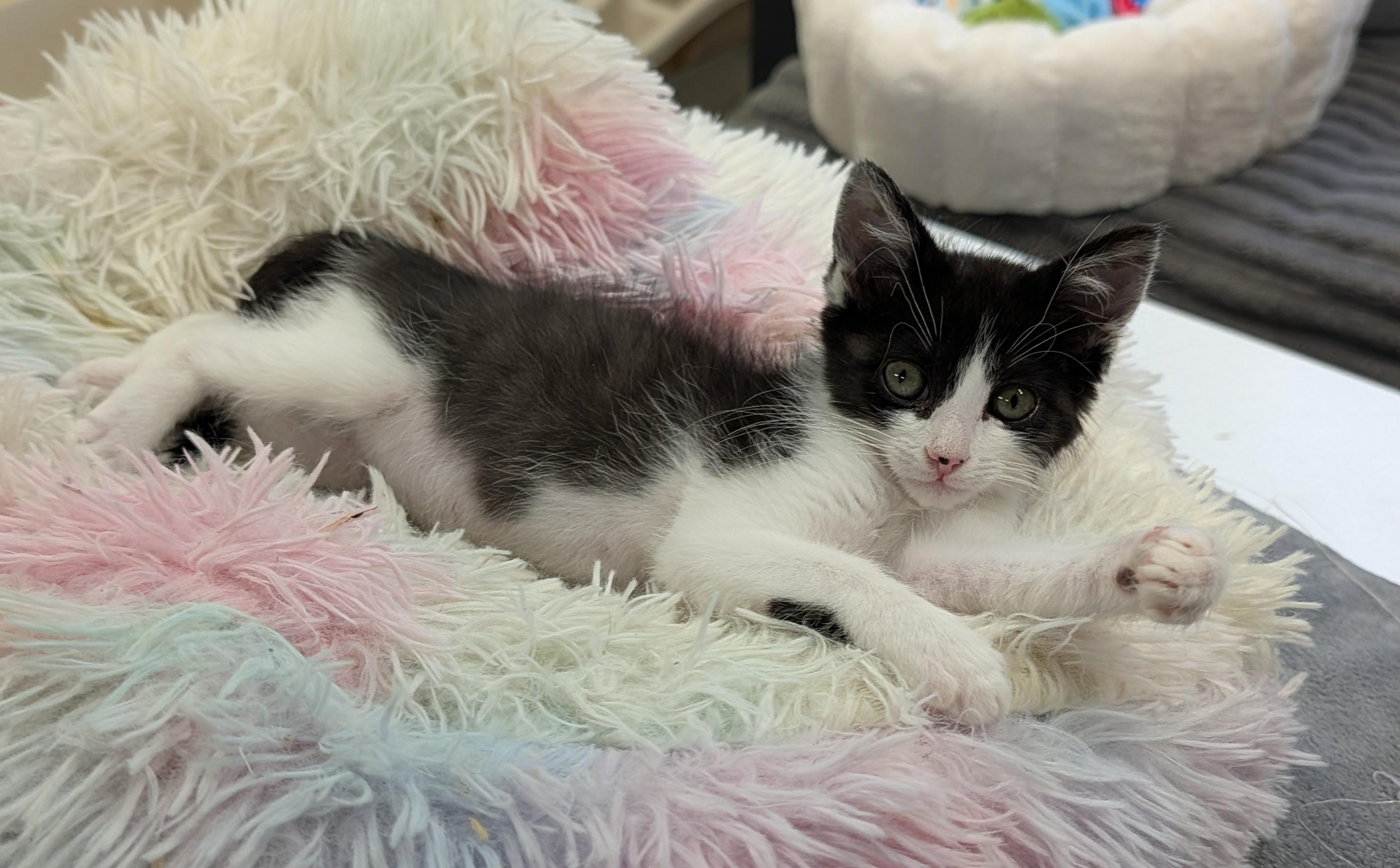 Wyatt, a ADOPTABLE Domestic Short Hair in Waterloo, IA image 4/5