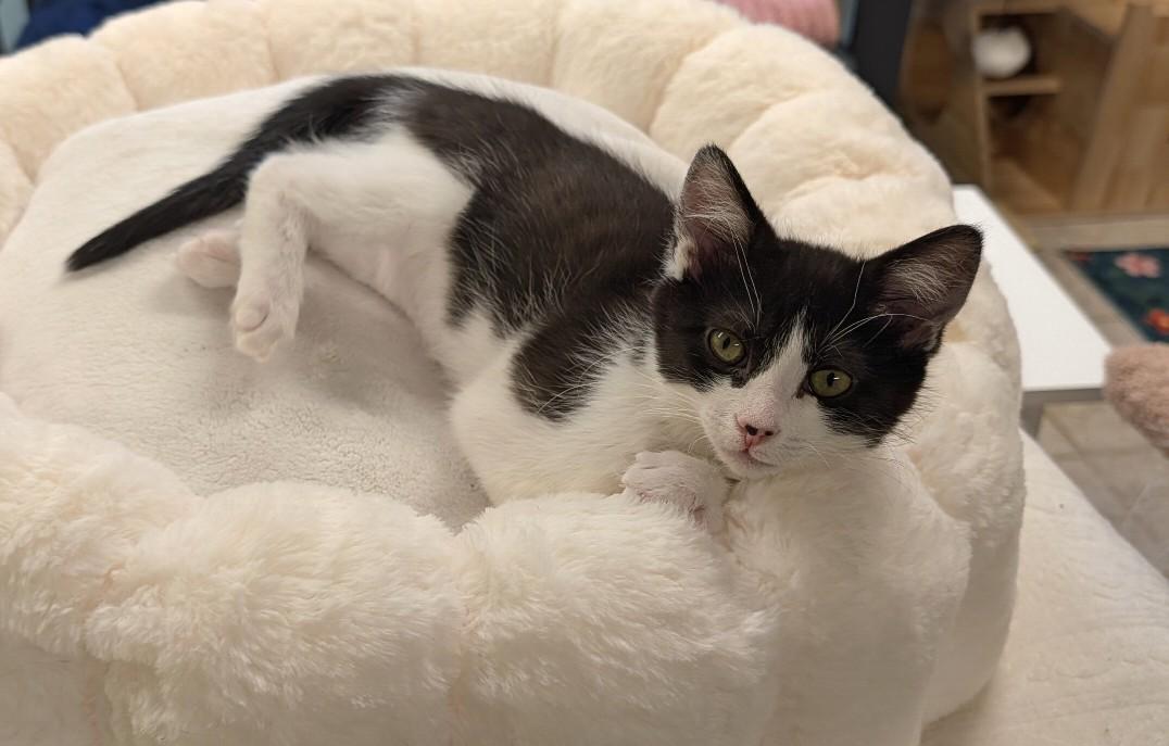 Wyatt, a ADOPTABLE Domestic Short Hair in Waterloo, IA image 3/5