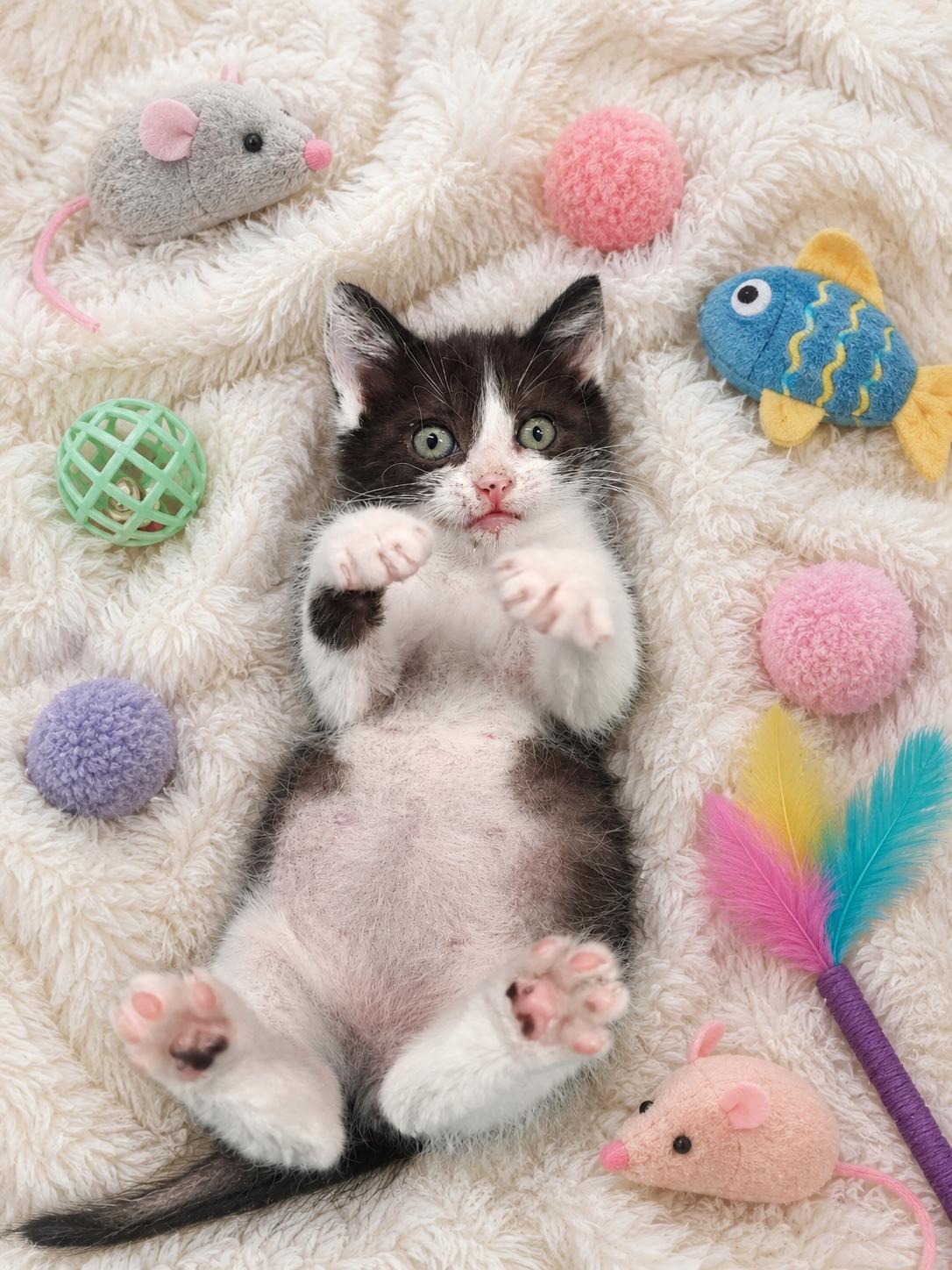 Wyatt, a ADOPTABLE Domestic Short Hair in Waterloo, IA image 5/5