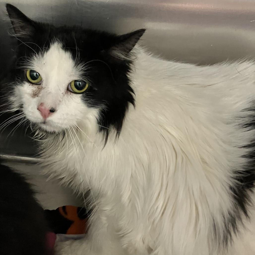 Mooney, Adoptable, Adult Male Domestic Long Hair.