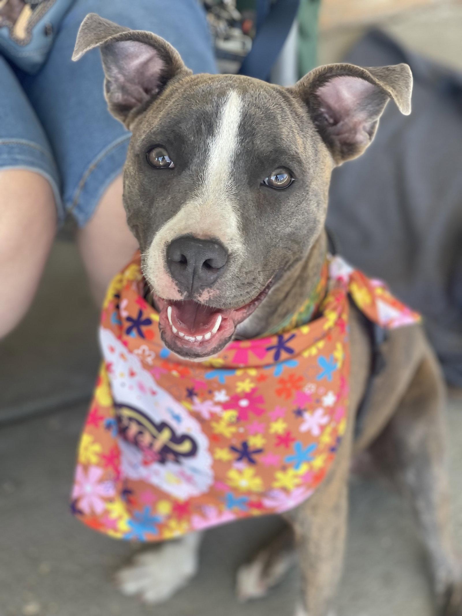 Enlarge Onyx, a Adoptable Terrier in Blackwood, NJ image 2/3