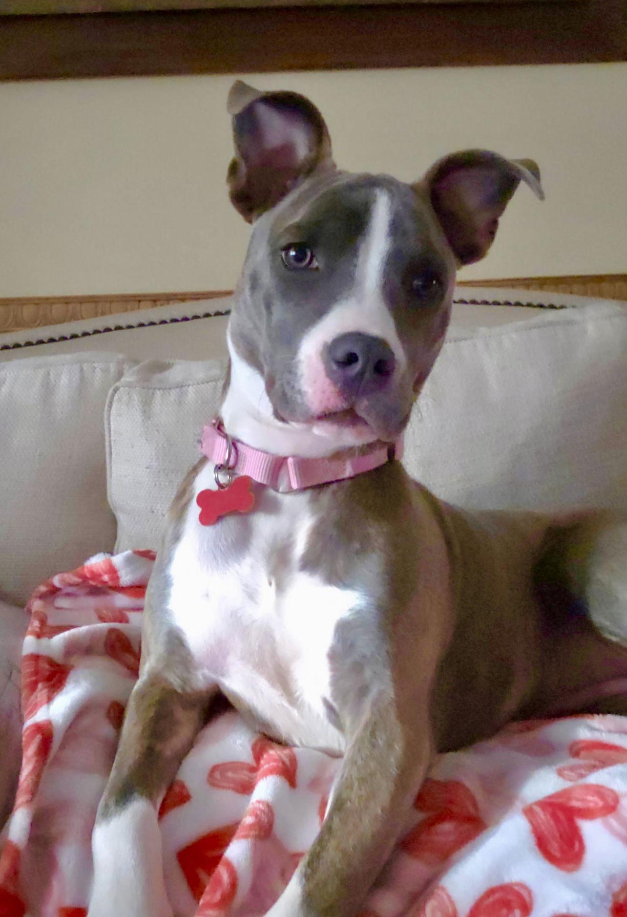 Enlarge Onyx, a Adoptable Terrier in Blackwood, NJ image 1/3