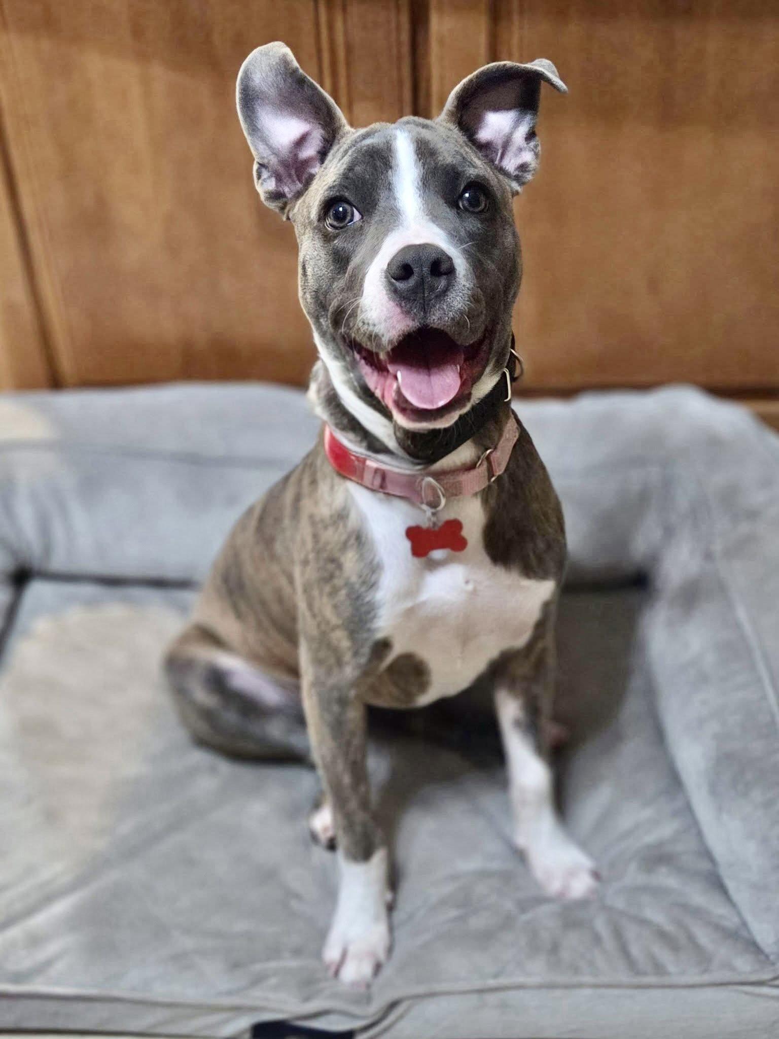Enlarge Onyx, a Adoptable Terrier in Blackwood, NJ image 2/3