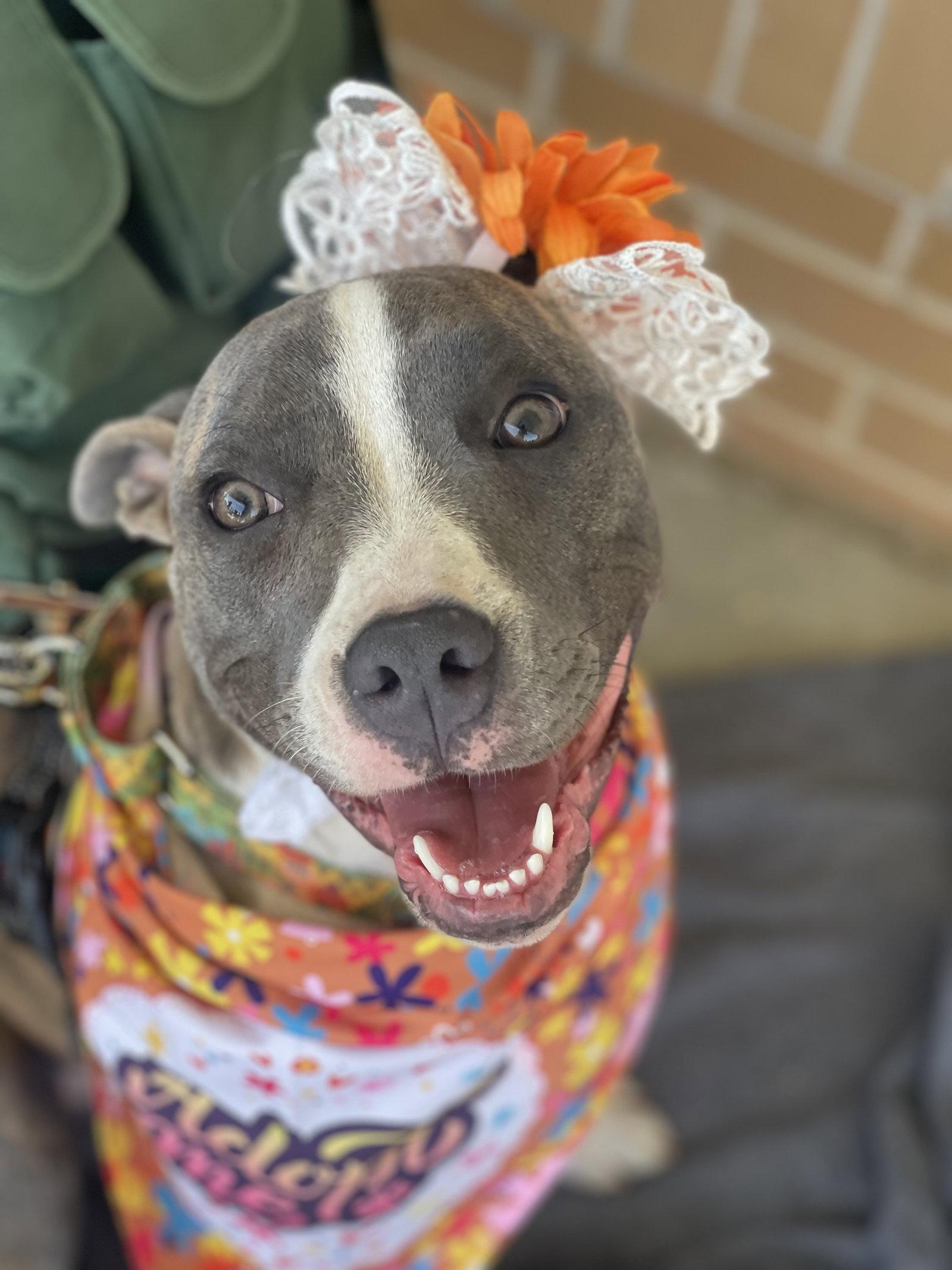 Enlarge Onyx, a Adoptable Terrier in Blackwood, NJ image 3/3