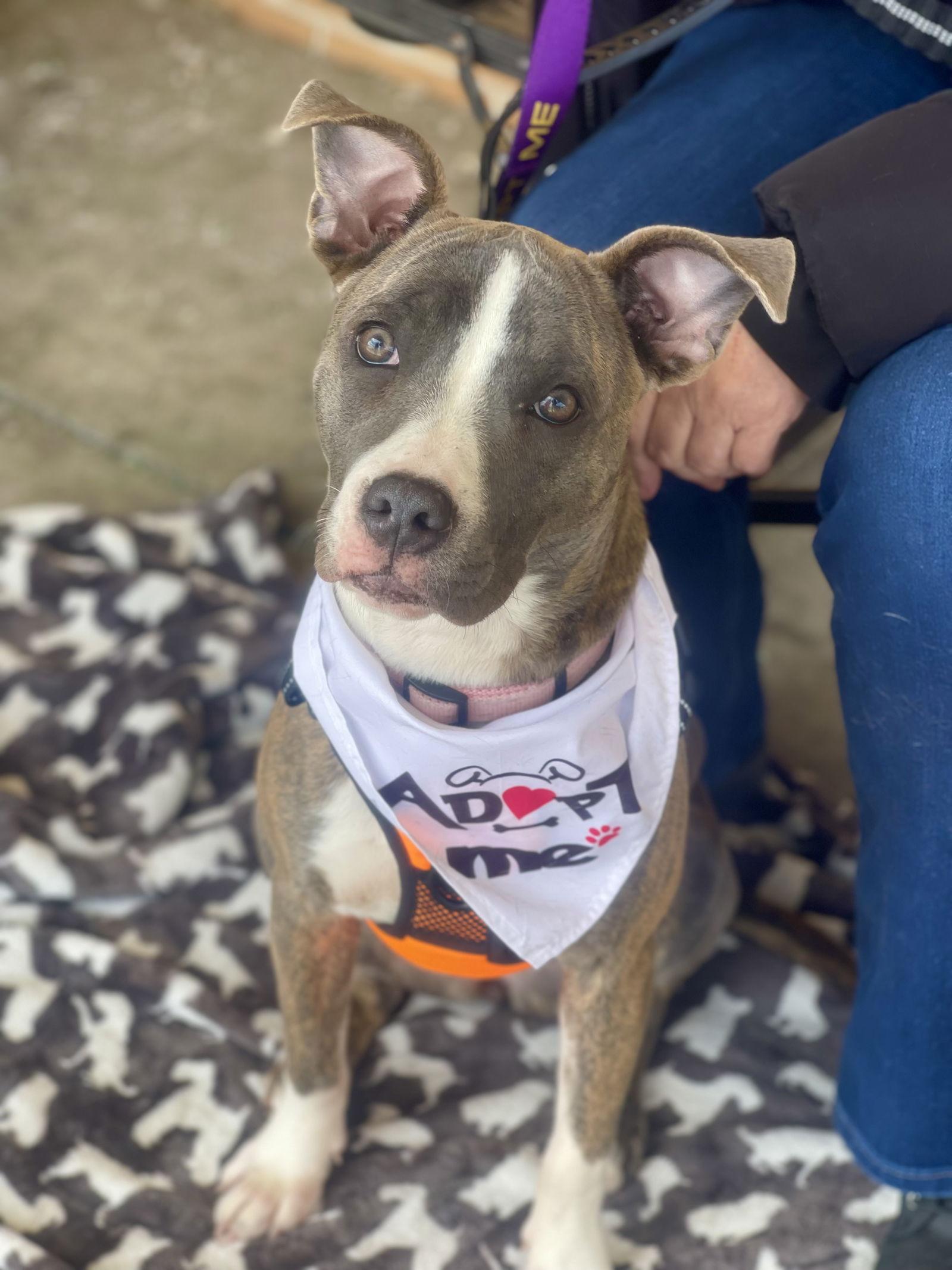 Enlarge Onyx, a Adoptable Terrier in Blackwood, NJ image 2/3