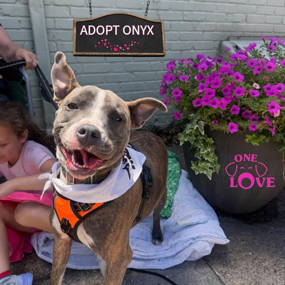 Enlarge Onyx, a Adoptable Terrier in Blackwood, NJ image 3/3