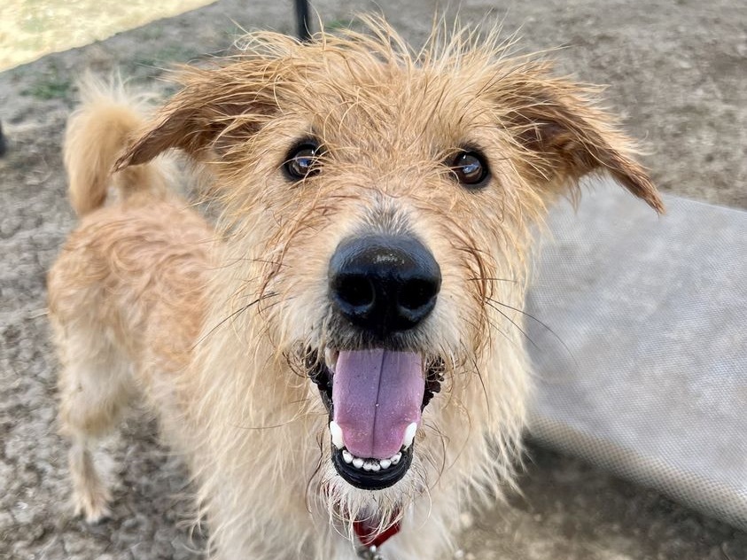 Enlarge Sriracha, an adoptable Mixed Breed in Georgetown, TX image 13/14