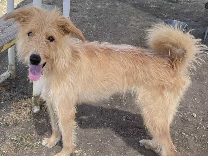 Enlarge Sriracha, an adoptable Mixed Breed in Georgetown, TX image 14/14