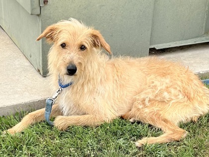 Sriracha, an adoptable Mixed Breed in Georgetown, TX image 1/14