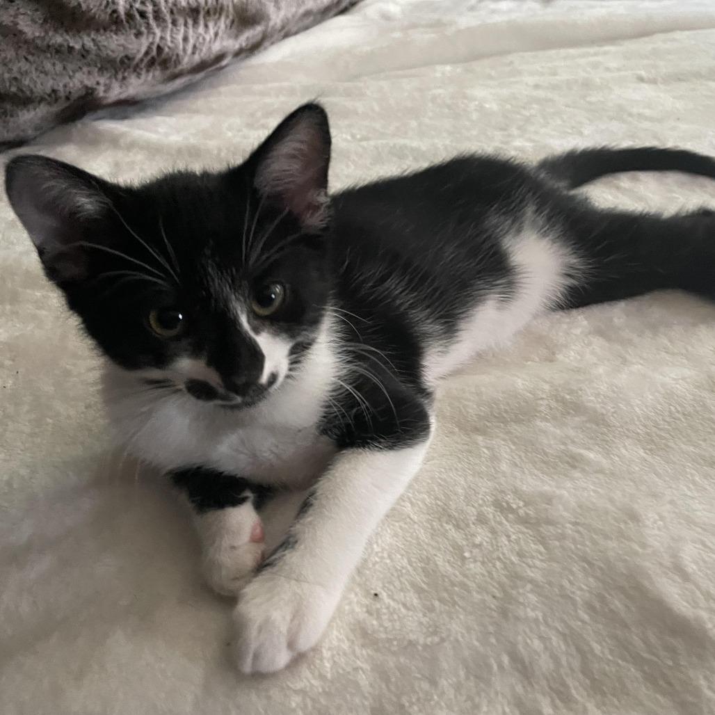 Lightning, Adoptable, Young Female American Shorthair.