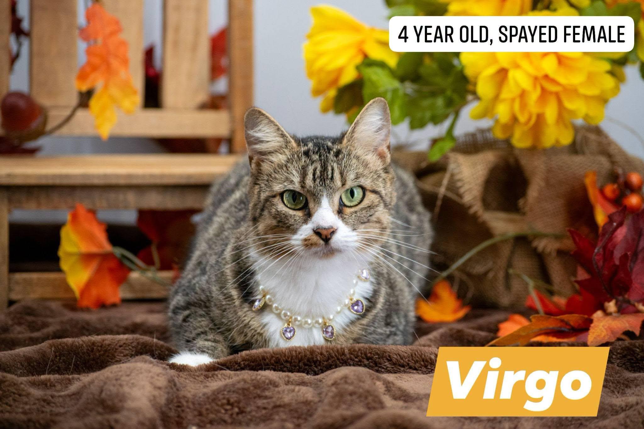 Enlarge Virgo, a ADOPTABLE Domestic Short Hair in Sevierville, TN image 1/3