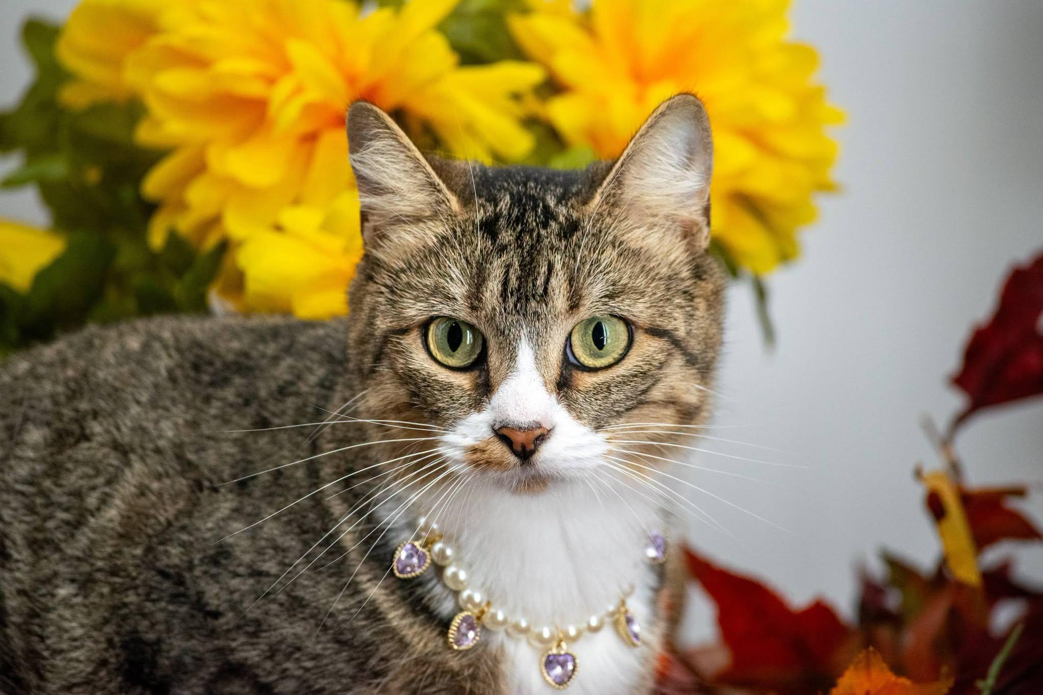 Enlarge Virgo, a ADOPTABLE Domestic Short Hair in Sevierville, TN image 2/3
