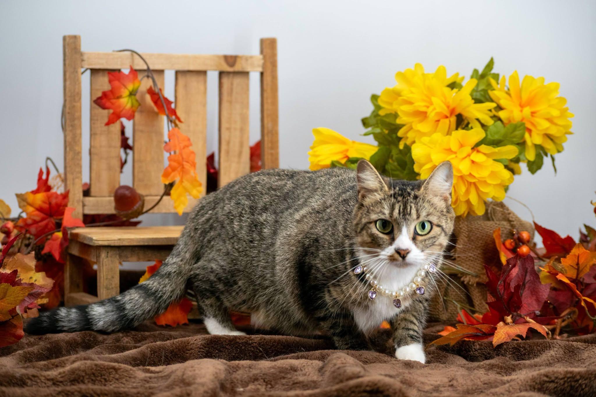 Enlarge Virgo, a ADOPTABLE Domestic Short Hair in Sevierville, TN image 3/3