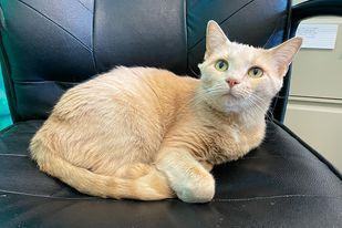 Enlarge Shanna, a Adoptable Domestic Short Hair in Powell, OH image 1/4