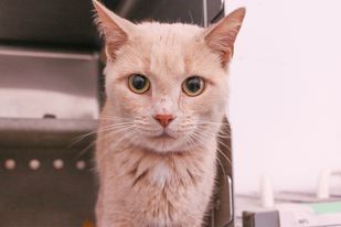 Shanna, an adoptable Domestic Short Hair in Powell, OH, 43065 | Photo Image 1