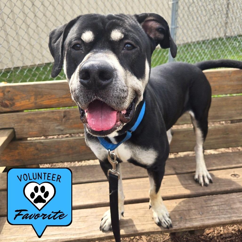 Enlarge Zeus, a Adoptable Pit Bull Terrier in Champaign, IL image 1/6