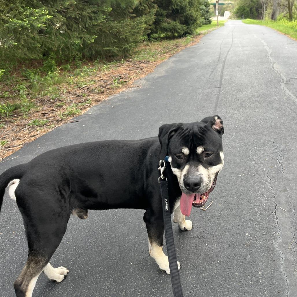 Enlarge Zeus, a Adoptable Pit Bull Terrier in Champaign, IL image 1/6