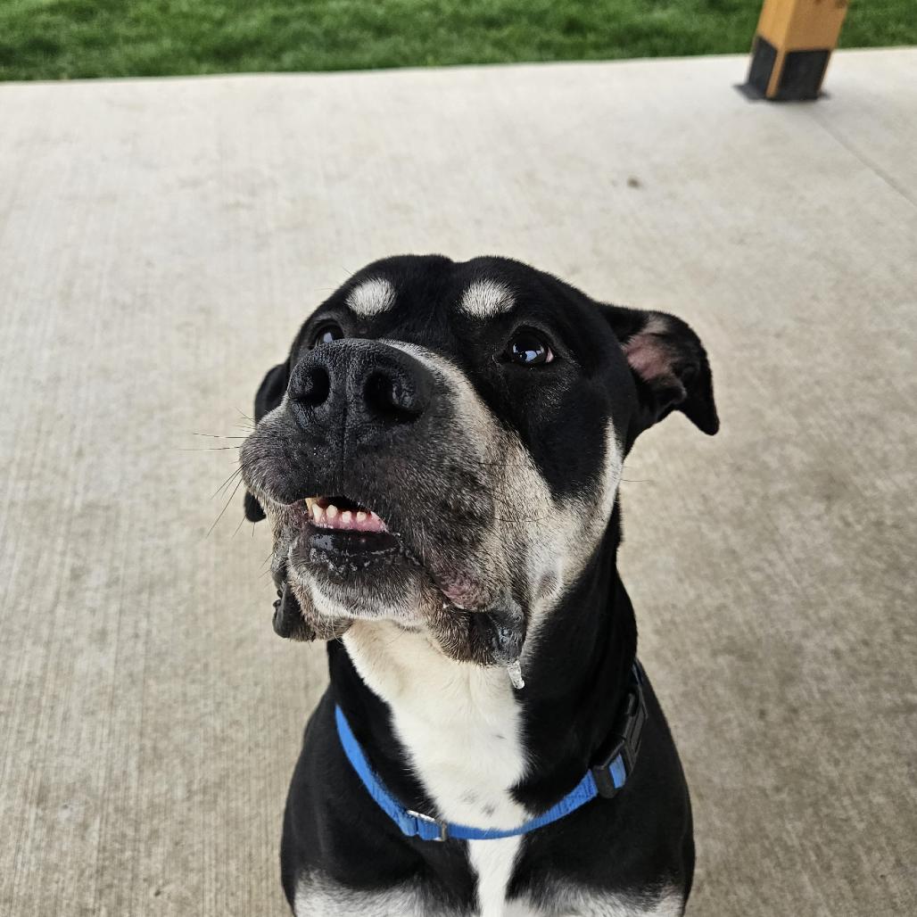 Enlarge Zeus, a Adoptable Pit Bull Terrier in Champaign, IL image 2/6