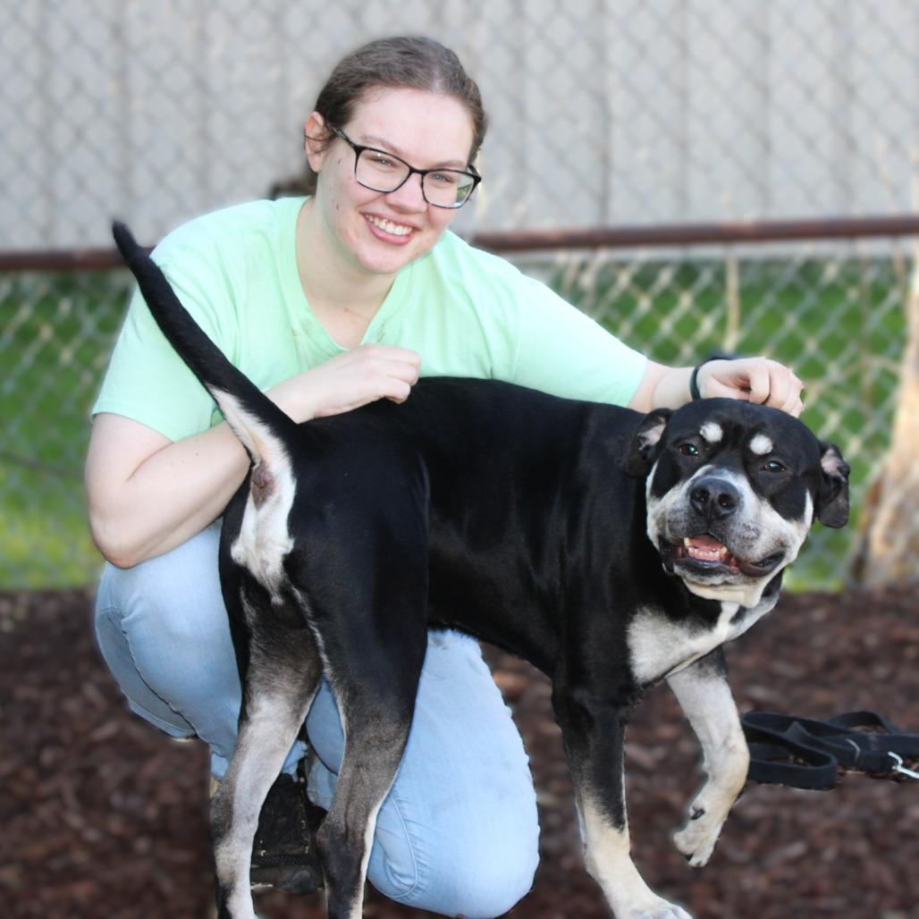 Enlarge Zeus, a Adoptable Pit Bull Terrier in Champaign, IL image 4/6