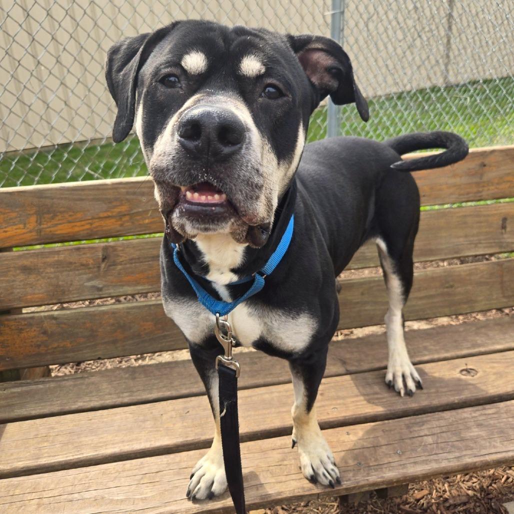 Enlarge Zeus, a Adoptable Pit Bull Terrier in Champaign, IL image 3/6