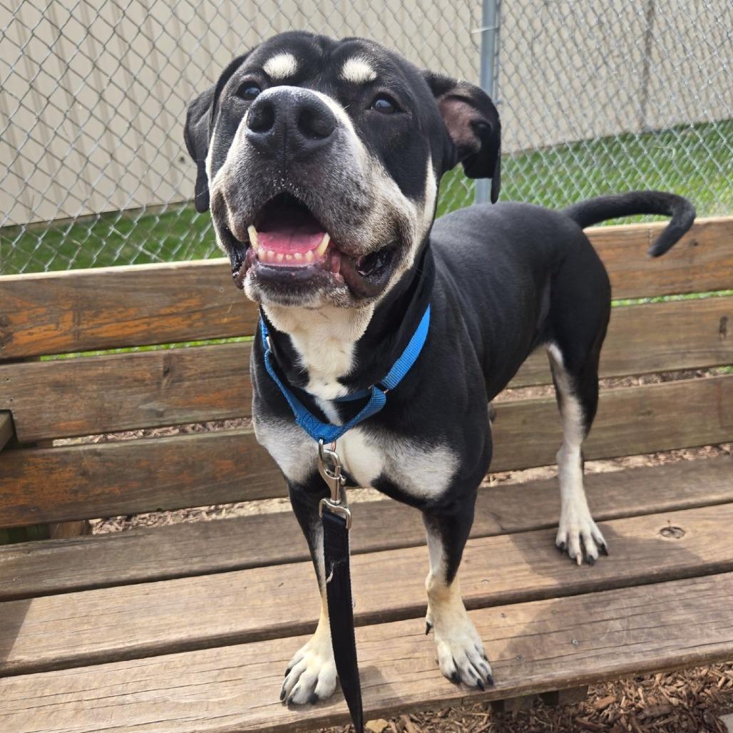 Enlarge Zeus, a Adoptable Pit Bull Terrier in Champaign, IL image 4/6