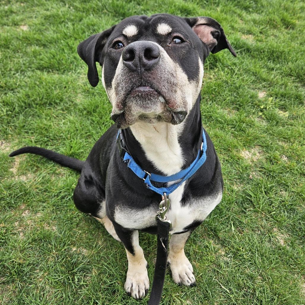 Enlarge Zeus, a Adoptable Pit Bull Terrier in Champaign, IL image 5/6
