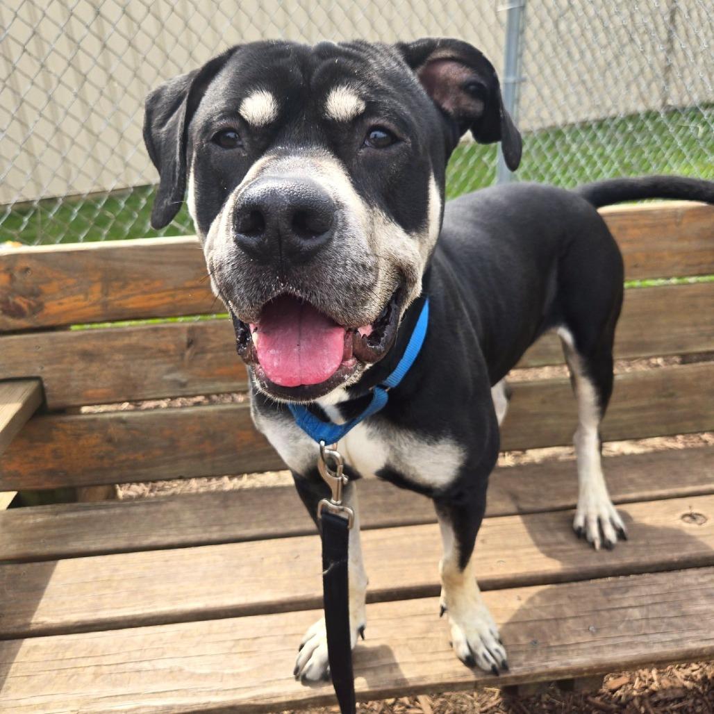 Enlarge Zeus, a Adoptable Pit Bull Terrier in Champaign, IL image 6/6