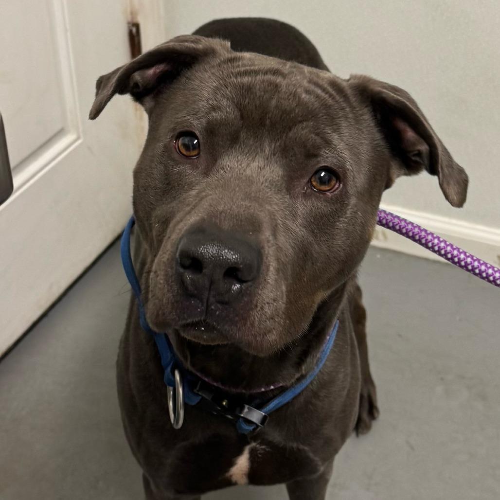 Apollo, Adoptable, Adult Male Mixed Breed.