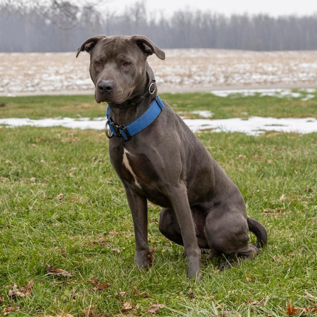 Enlarge Apollo, a Adoptable Mixed Breed in Troy, IL image 2/3