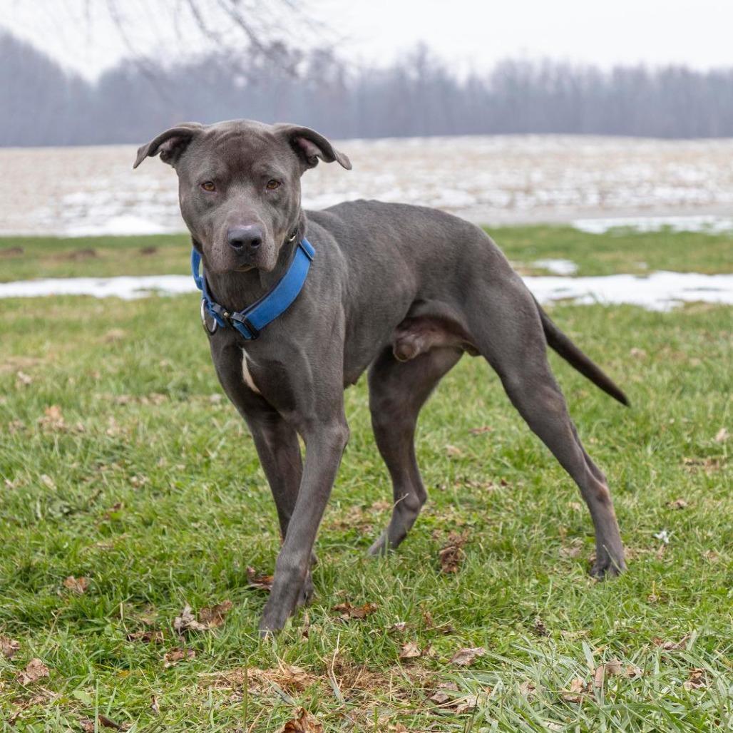 Enlarge Apollo, a Adoptable Mixed Breed in Troy, IL image 3/3