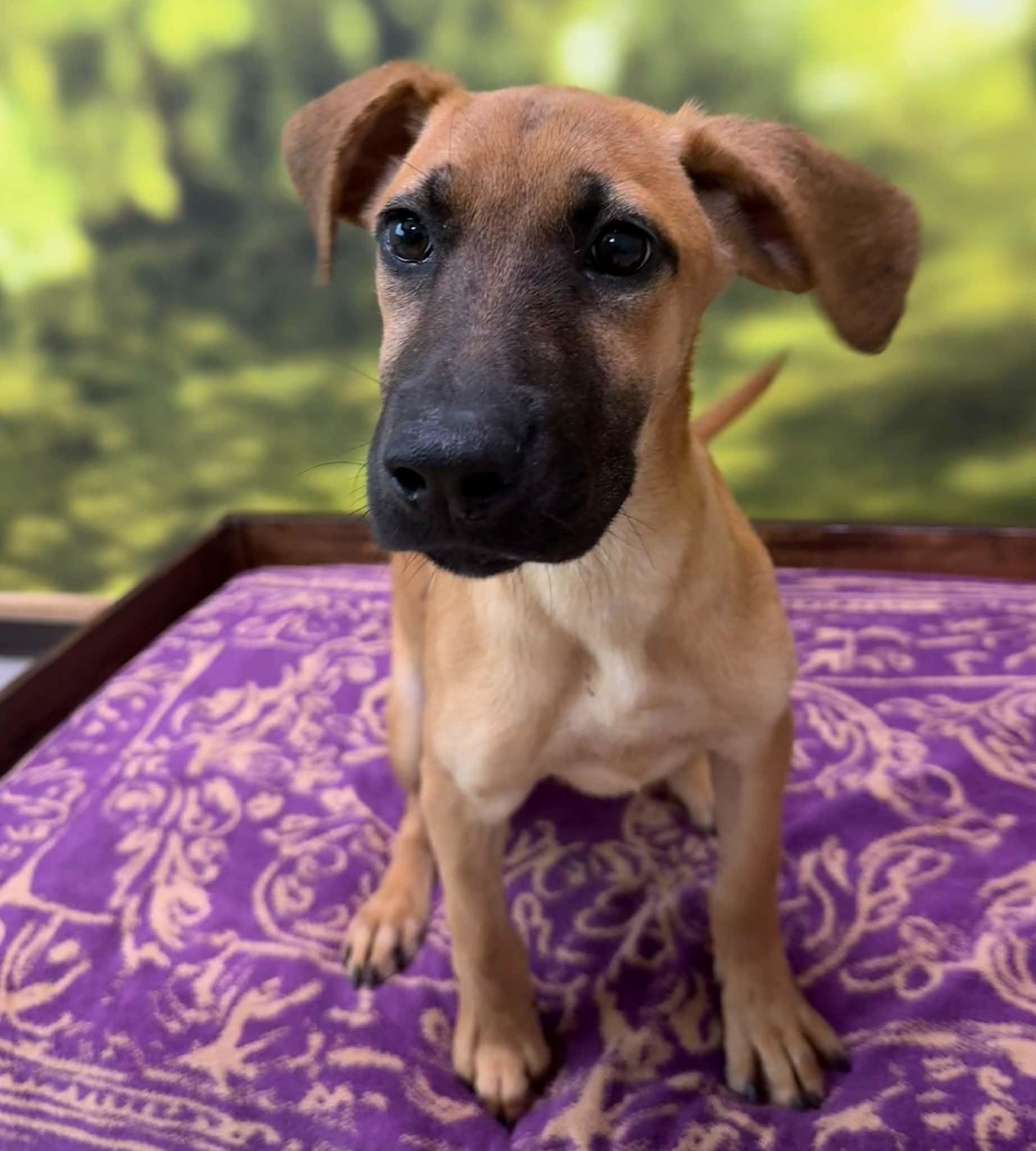 Enlarge Kyoshi in NH. Come Meet our Adoptable Dogs Wednesday-Saturday. More info in Bio, a Adopted mixed breed in Manchester, NH image 4/6