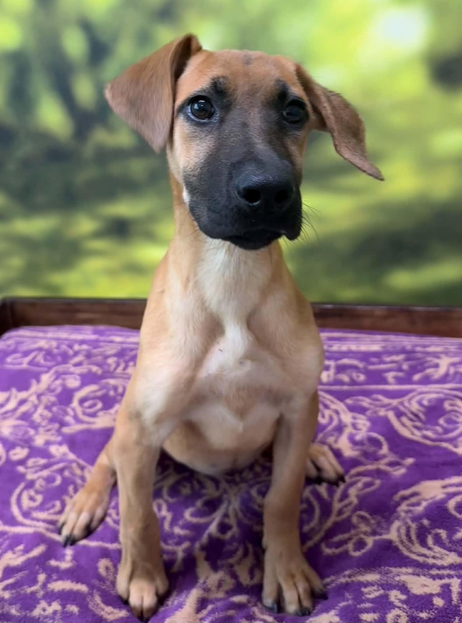 Enlarge Kyoshi in NH. Come Meet our Adoptable Dogs Wednesday-Saturday. More info in Bio, a Adopted mixed breed in Manchester, NH image 2/6