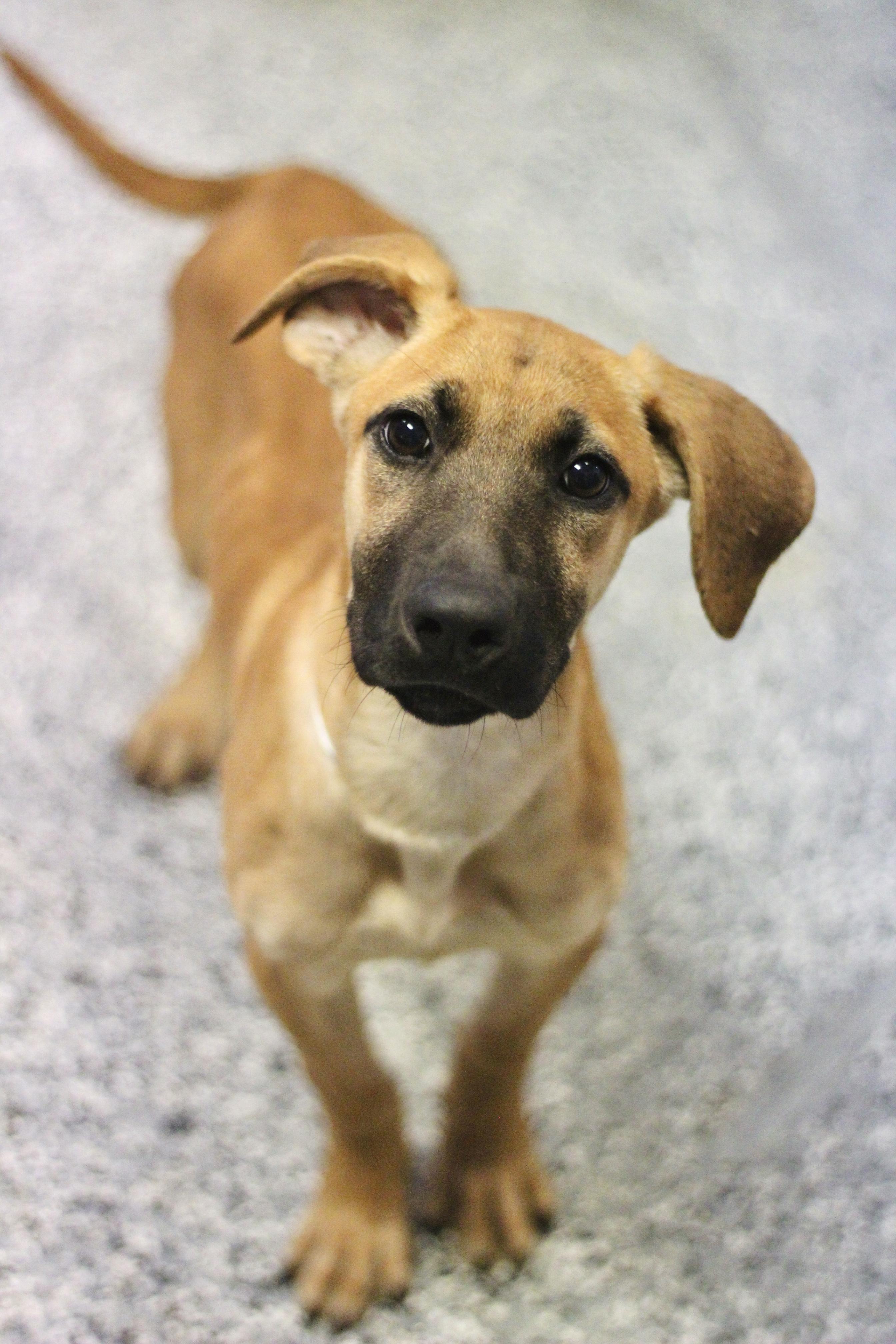 Enlarge Kyoshi in NH. Come Meet our Adoptable Dogs Wednesday-Saturday. More info in Bio, a Adopted mixed breed in Manchester, NH image 5/6