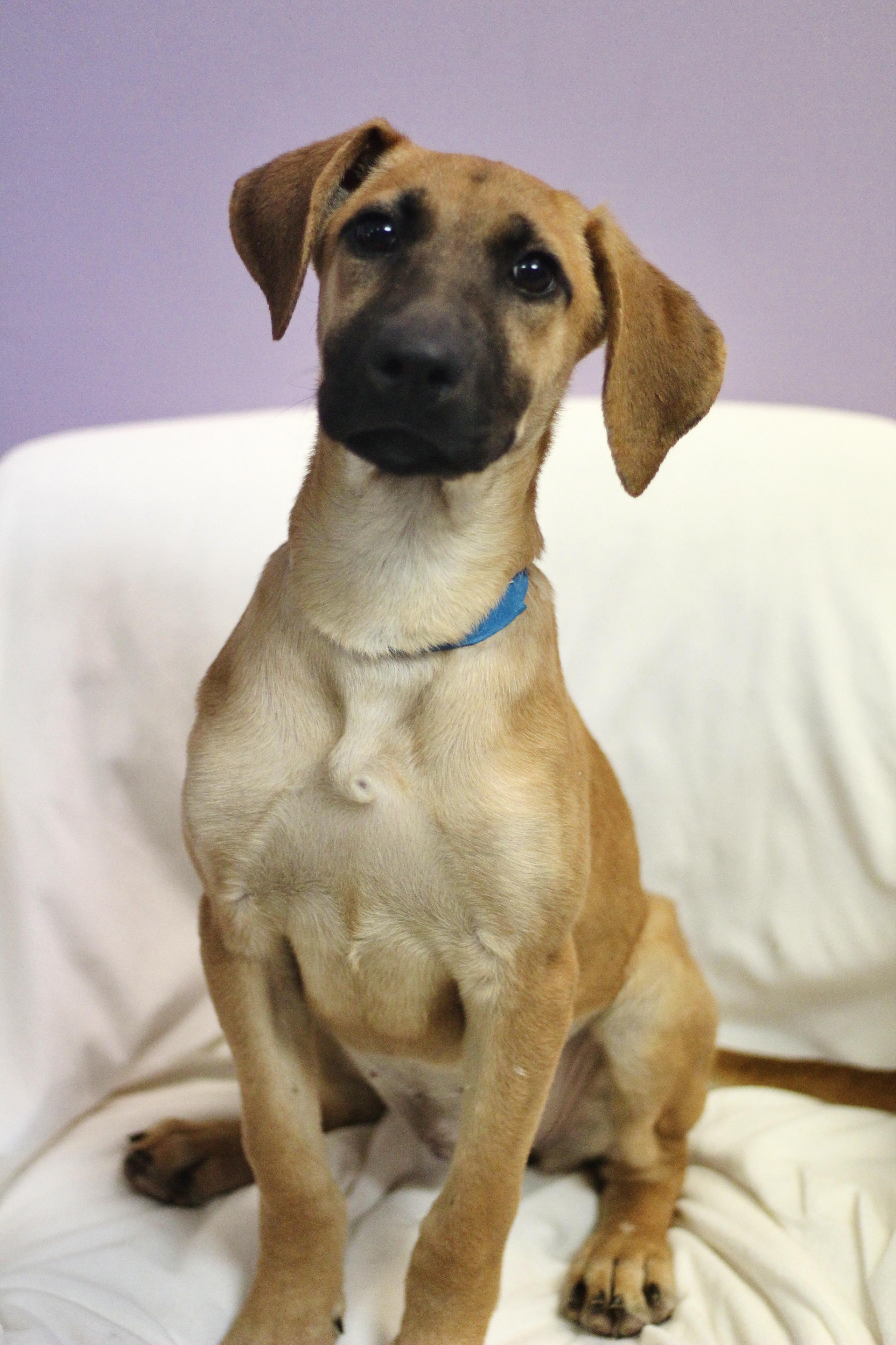 Enlarge Kyoshi in NH. Come Meet our Adoptable Dogs Wednesday-Saturday. More info in Bio, a Adopted mixed breed in Manchester, NH image 6/6