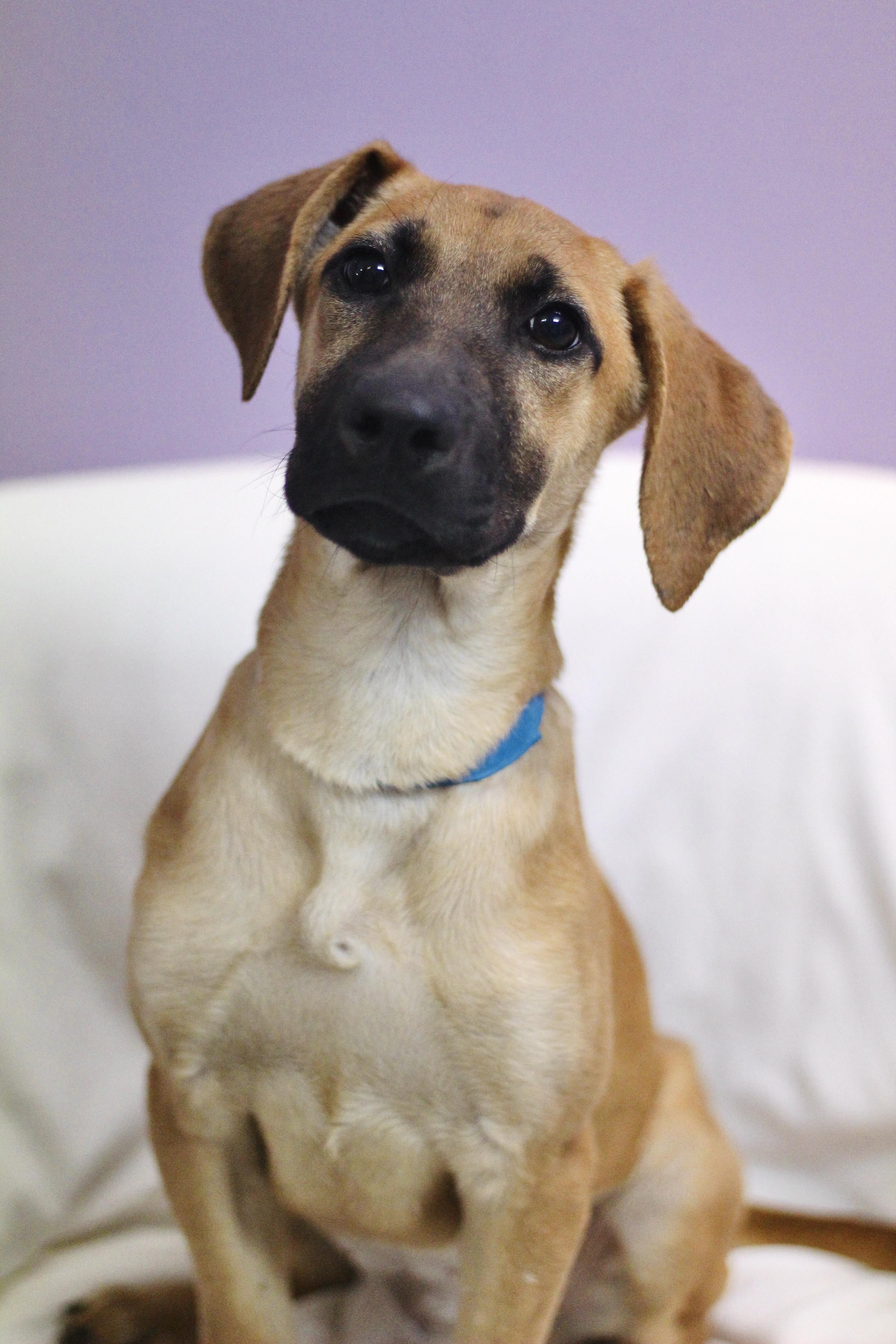 Enlarge Kyoshi in NH. Come Meet our Adoptable Dogs Wednesday-Saturday. More info in Bio, a Adopted mixed breed in Manchester, NH image 3/6