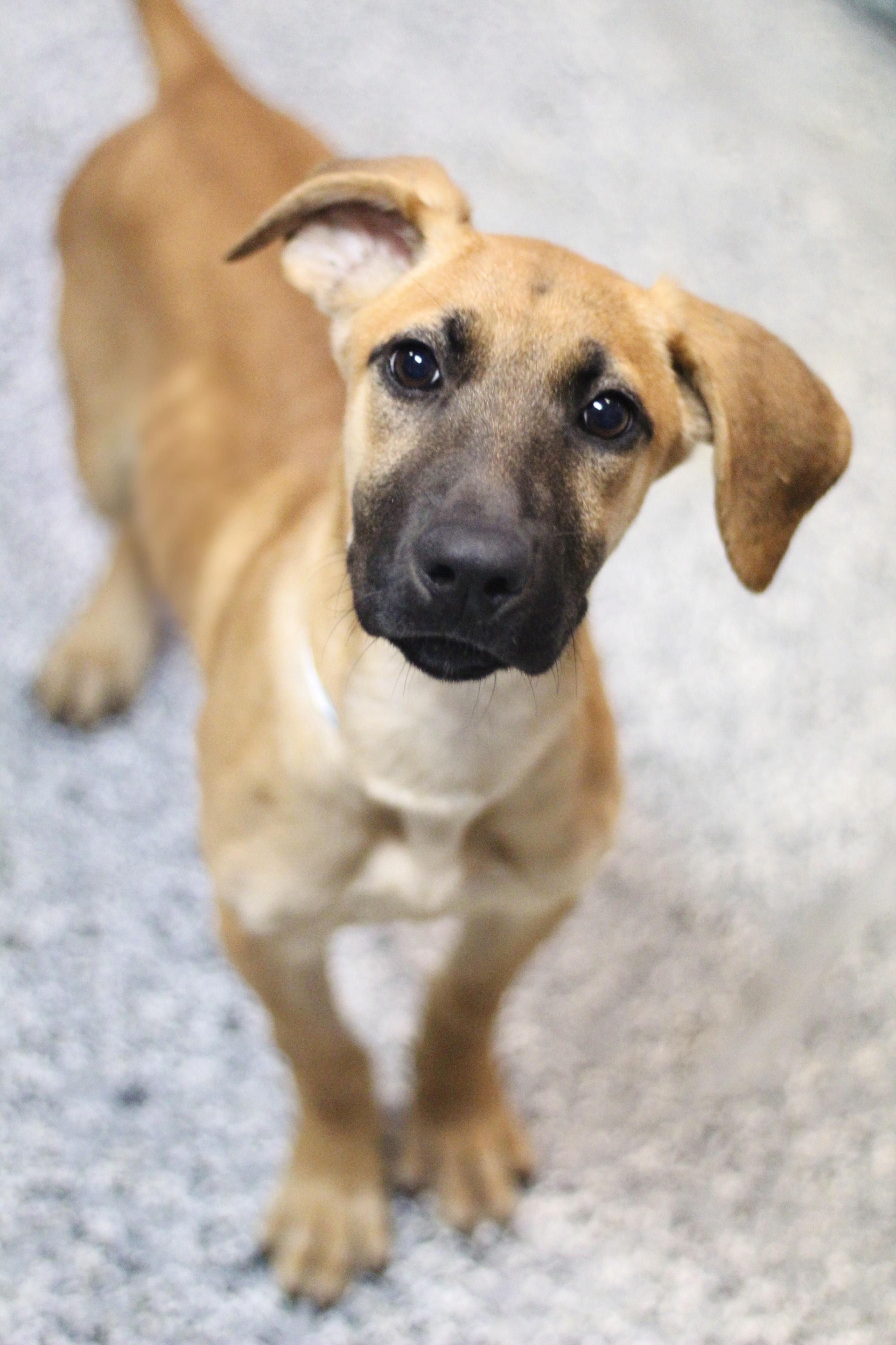 Kyoshi in NH. Come Meet our Adoptable Dogs Wednesday-Saturday. More info in Bio, Adoptable, Puppy Female Black Mouth Cur.