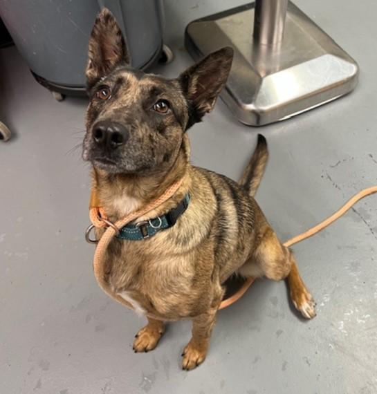 Enlarge Gemma, a ADOPTABLE mixed breed in Phoenix, OR image 1/1