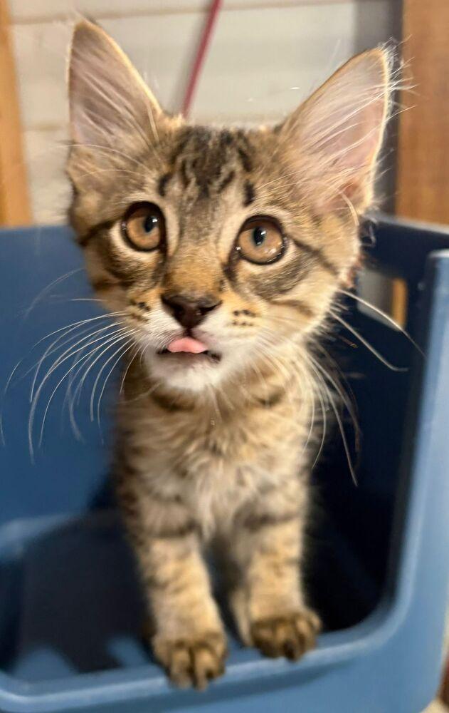 Doyle, Adoptable, Kitten Male Domestic Medium Hair.